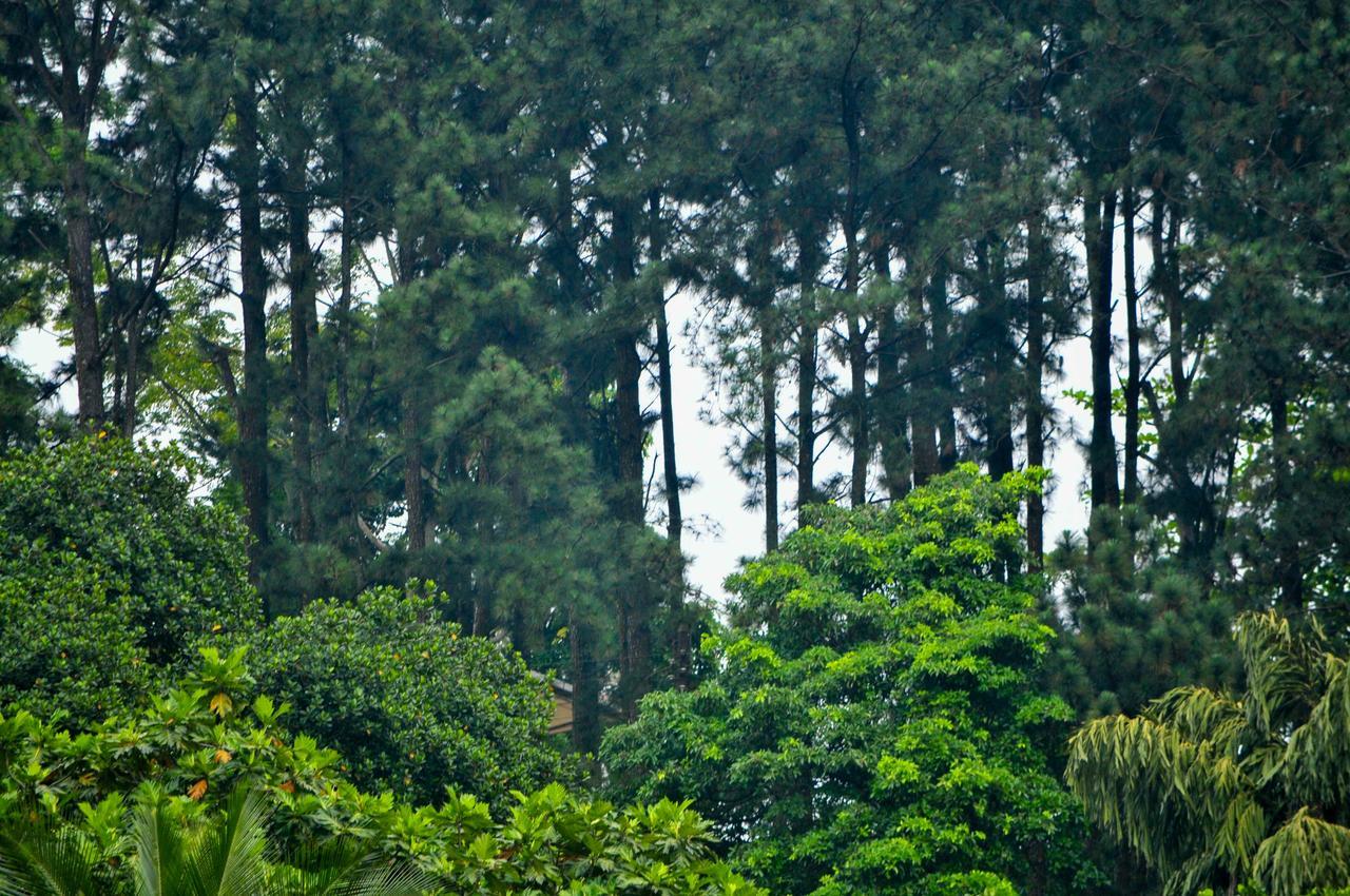 Hotel Vendol Maliga Edge Kandy Zewnętrze zdjęcie